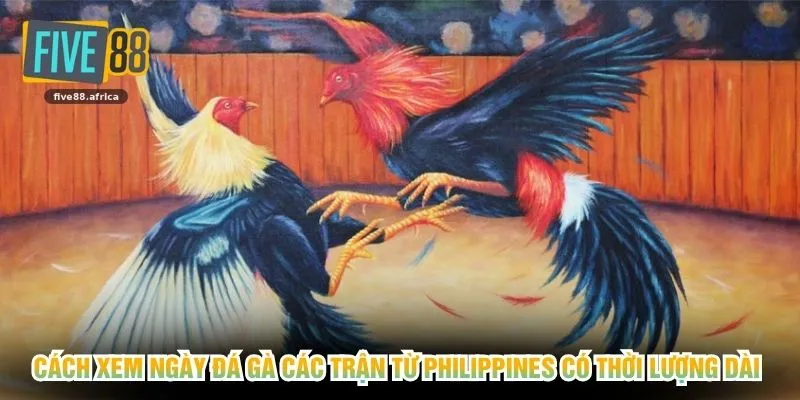 Cách xem ngày đá gà các trận từ Philippines có thời lượng dài 