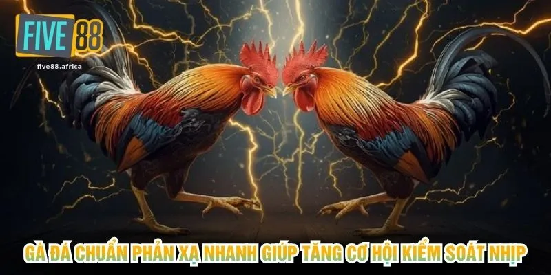 Gà đá chuẩn phản xạ nhanh giúp tăng cơ hội kiểm soát nhịp